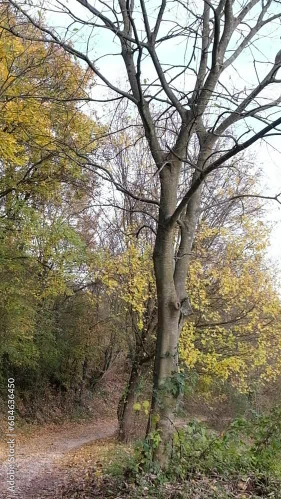 Sentiero tra gli alberi e foglie secche in terra, video verticale Sentiero tra gli alberi e foglie secche in terra, video verticale
