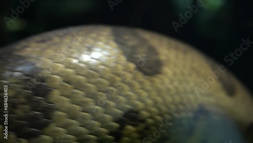 Squame di serpente photo