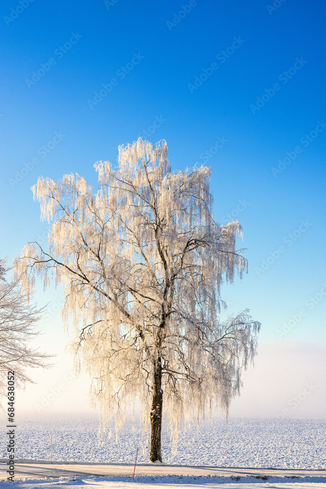 Frosty birch tree in the countryside on a cold sunny winter day Frosty birch tree in the countryside on a cold sunny winter day