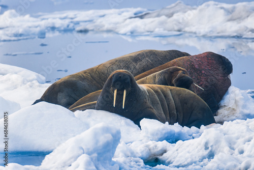 Group with Walrus resting on the ice in arctic