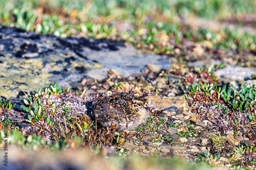 White-tailed ptarmigan chicken on the ground in the mountain White-tailed ptarmigan chicken on the ground in the mountain