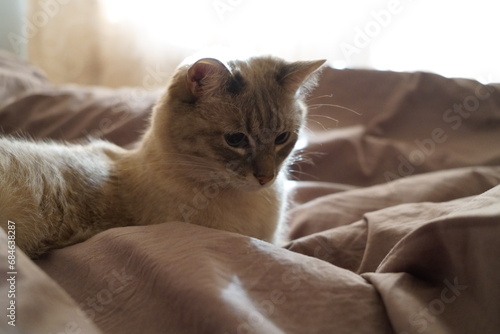 Front view of a cute beautiful Siamese breed cat on a classic brown blanket