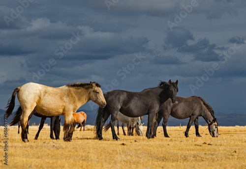 Russia. South of Western Siberia  Mountain Altai. A small herd of horses grazing peacefully in the steppe against the background of a cloudy dark sky at sunset.