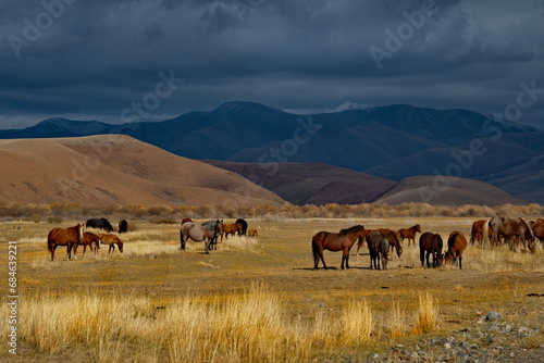 Russia. South of Western Siberia, Mountain Altai. A small herd of horses grazing peacefully in the steppe against the background of a cloudy dark sky at sunset. © Александр Катаржин