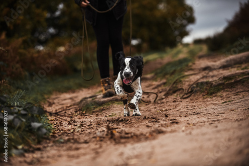 Black and white springer spaniel puppy being walked and trained in autumnal countryside on a harness and long lead