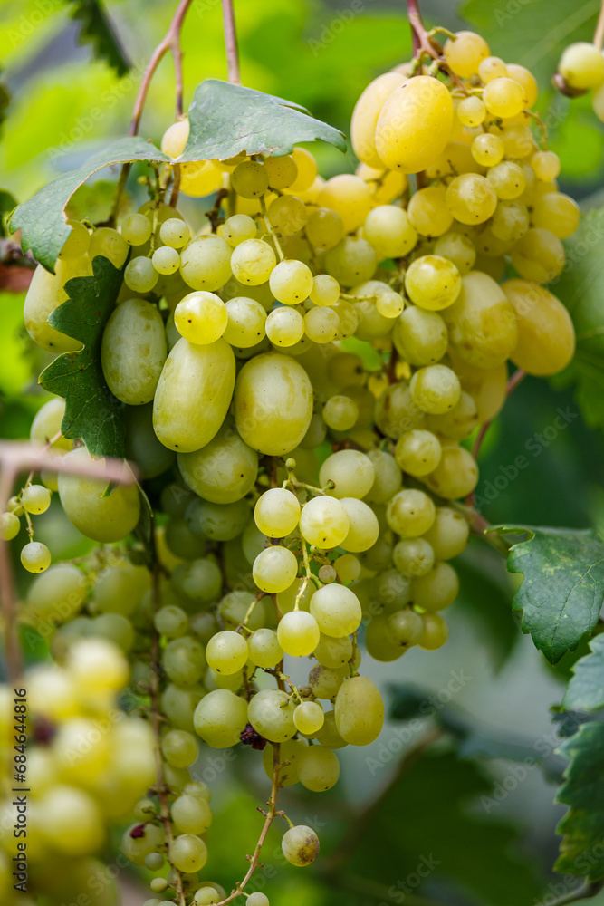 White wine grapes in vineyard on day time.Ripe green grape in vineyard.Green grape on the vine in garden. White wine grapes in vineyard on day time.Ripe green grape in vineyard.Green grape on the vine in garden.