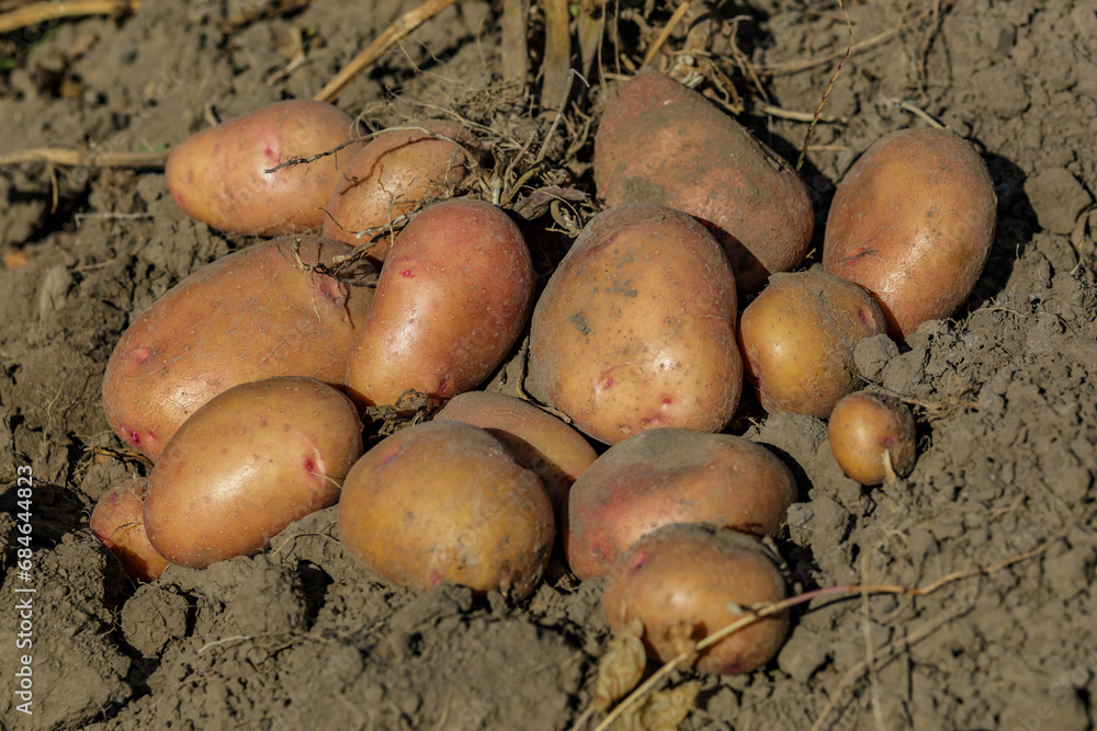 Pile of ripe potatoes on ground in field.Fresh Potato in the busket.Agriculture concept photo. Pile of ripe potatoes on ground in field.Fresh Potato in the busket.Agriculture concept photo.