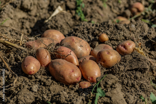 Pile of ripe potatoes on ground in field.Fresh Potato in the busket.Agriculture concept photo.