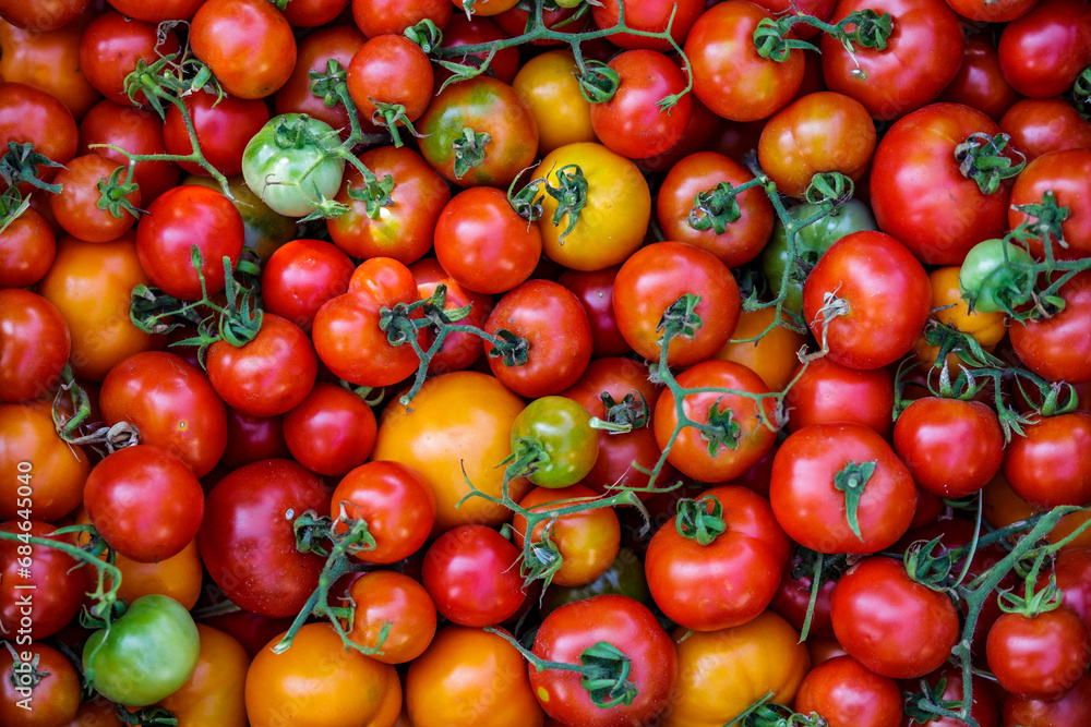 Colorful organic tomatoes.Assortment of tomatoes. Plenty fresh tomatoes of various colors and cultivar background texture.Growing healthy vegetables.