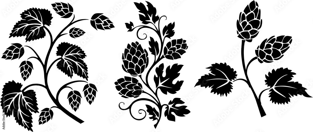 Hops branches set. Common hop or Humulus lupulus branch with leaves and cones. Hop plant branch sketches for beer packing design label, poster or banner. - obrazy, fototapety, plakaty 