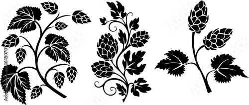 Hops branches set. Common hop or Humulus lupulus branch with leaves and cones. Hop plant branch sketches for beer packing design label, poster or banner. photo