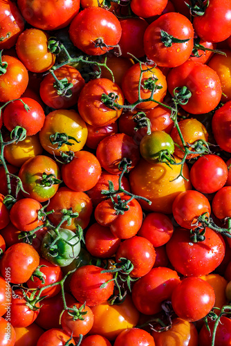 Colorful organic tomatoes.Assortment of tomatoes. Plenty fresh tomatoes of various colors and cultivar background texture.Growing healthy vegetables.