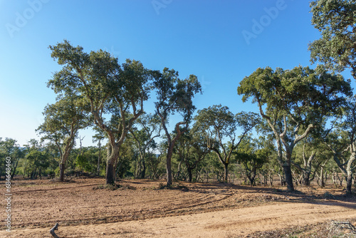 Plantation of cork oak trees with freshly crumbled bark near Evora, Alentejo, Portugal