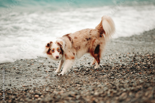 Red merle australian shepherd dog on a pebble beach with waves behind her