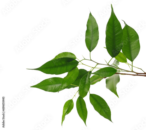 Ficus Benjamina green leaves, weeping fig twig isolated on white, clipping path  photo