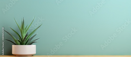 Aloe succulent and snake plant indoors copy space image