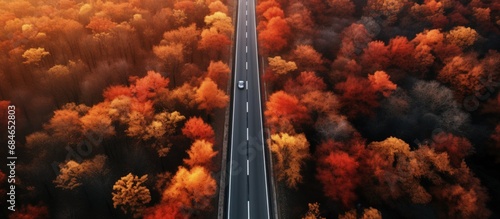 Autumn forest with empty ro...