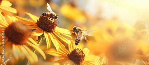 Close up picture of a bee collecting nectar and pollinating a young fall sunflower copy space image photo