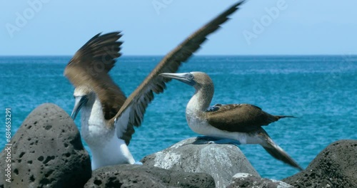 Two amazing Blue-footed booby birds on the shore. photo