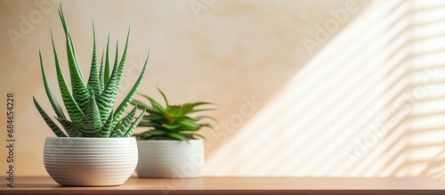 Aloe succulent and snake plant indoors copy space image