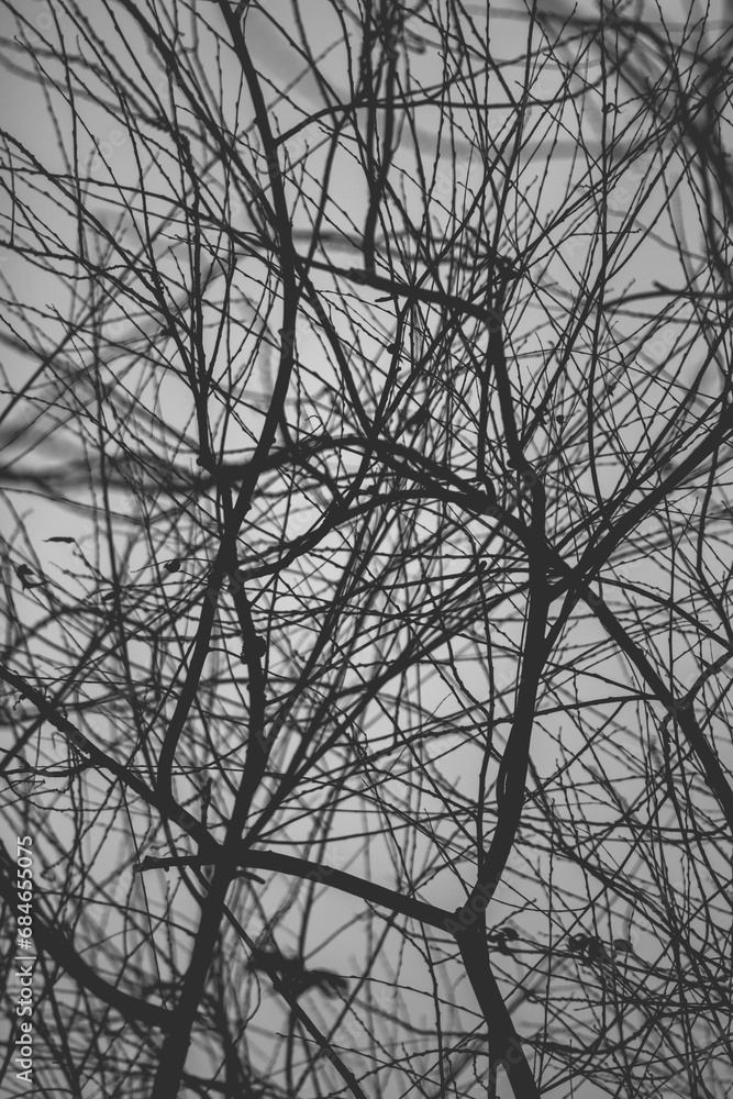 tree in winter tree in winter