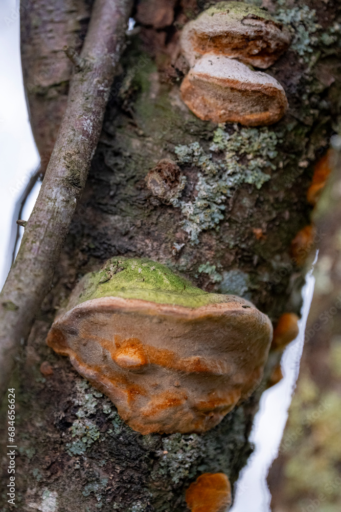 Bracket fungus or plum tinder (Phellinus pomaceus, Phellinus igniarius) Bracket fungus or plum tinder (Phellinus pomaceus, Phellinus igniarius)