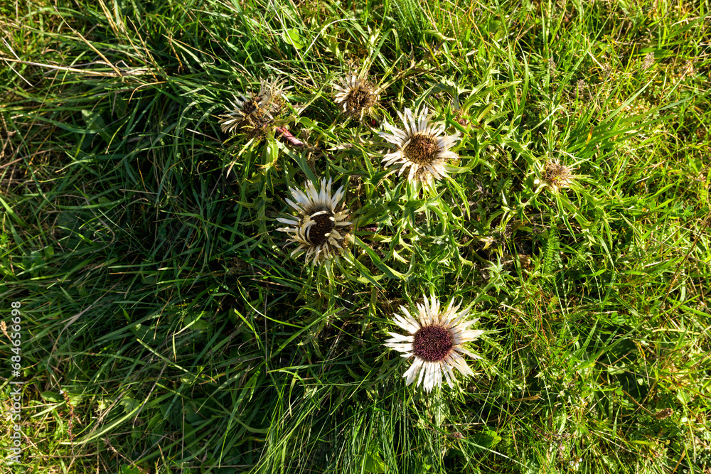 Radiant Autumn Sun on Meadow: Blooming Thistle for Organic Farming and Biodiversity Conservation Radiant Autumn Sun on Meadow: Blooming Thistle for Organic Farming and Biodiversity Conservation