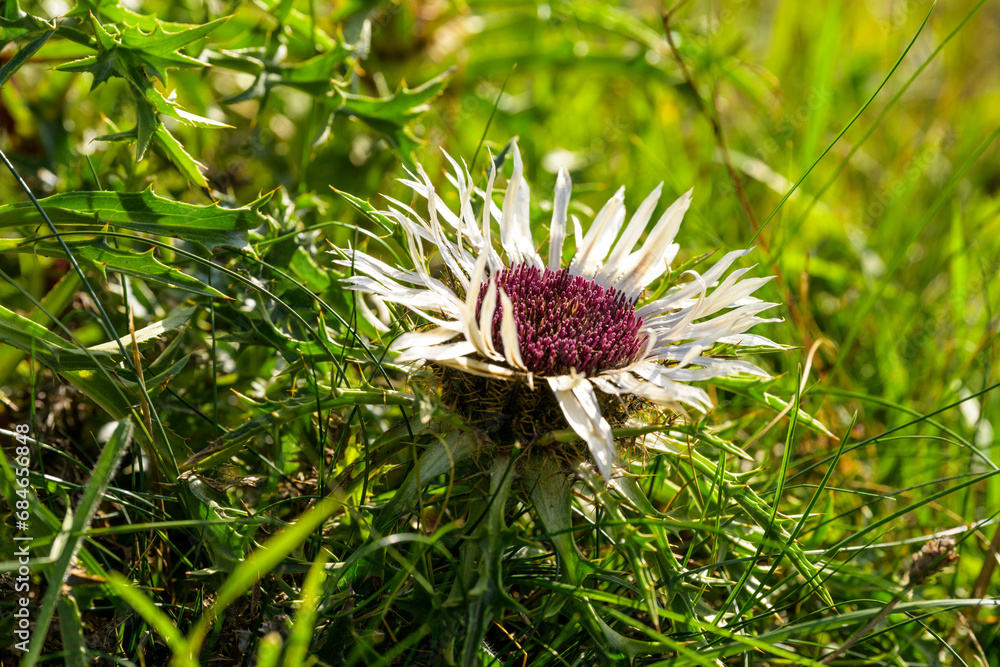 Radiant Autumn Sun on Meadow: Blooming Thistle for Organic Farming and Biodiversity Conservation Radiant Autumn Sun on Meadow: Blooming Thistle for Organic Farming and Biodiversity Conservation