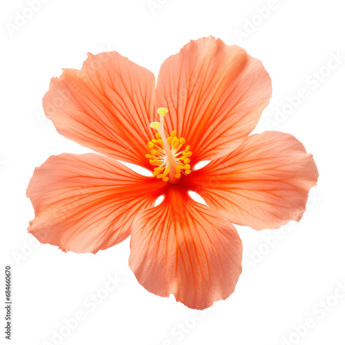 orange flower isolated on transparent background cutout © Papugrat