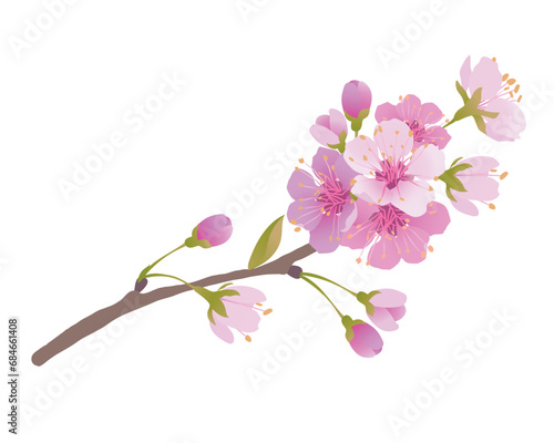 Branches of cherry blossoms on a white background. For spring greeting cards and cosmetics packaging. Branches with pink sakura blossoms. Vector illustration.