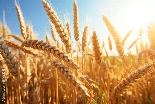 Shining Sun Over Wheat Field