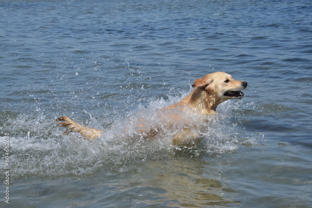 Golden Retriever having a lot of fun jumping into the ocean for a swim Golden Retriever having a lot of fun jumping into the ocean for a swim