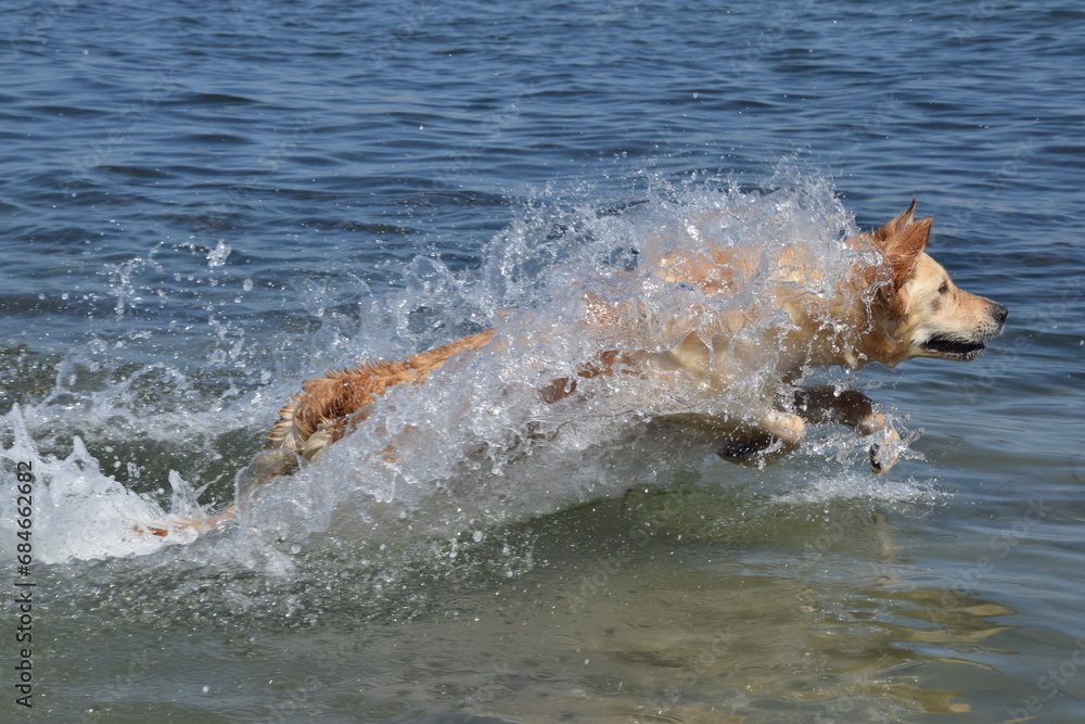 Obraz premium Golden Retriever having a lot of fun jumping into the ocean for a swim