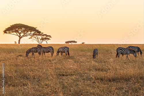 Zebras in Serengeti National Park  Tanzania