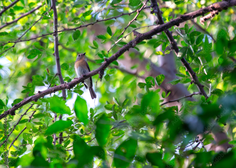 Blue-throated Flycatcher (Cyornis rubeculoides): Azure Elegance in Asian Woodlands Blue-throated Flycatcher (Cyornis rubeculoides): Azure Elegance in Asian Woodlands