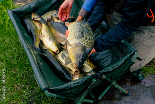 Fototapeta Naklejka Na Ścianę i Meble -  close-up of fishermen looking at big catch of fish holding carp fish in hands sport fishing