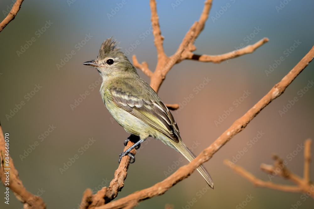Obraz premium Plain-crested Elaenia (Elaenia cristata)