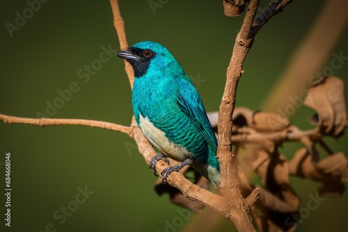 Swallow Tanager (Tersina viridis)