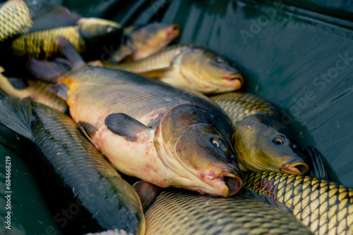 Fototapeta Naklejka Na Ścianę i Meble -  close-up a lot of fresh fish lies in a net or in a professional basket sport fishing in nature