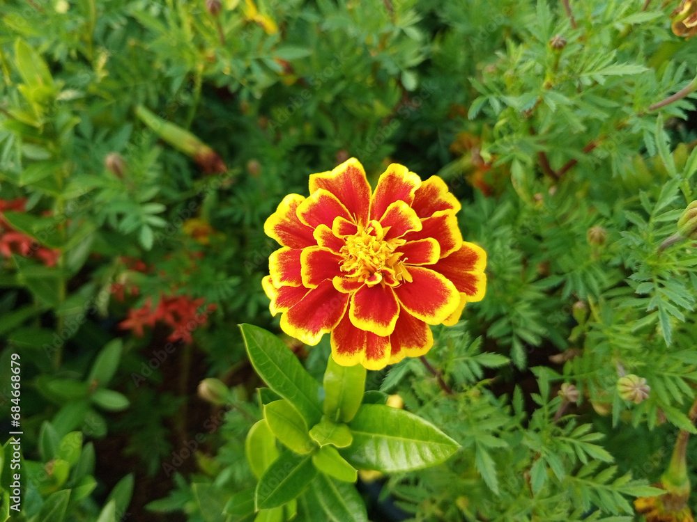 French Marigold , flower background , Marigold Flower French Marigold , flower background , Marigold Flower