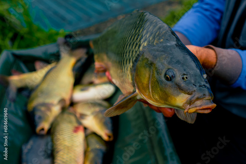 Fototapeta Naklejka Na Ścianę i Meble -  close-up of a professional fisherman holding a carp on the bank of a river fishing in reservoirs a good catch