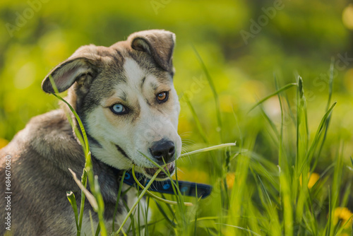 Portrait of a husky dog in nature