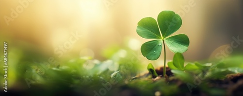good luck clover leaf nature background photo