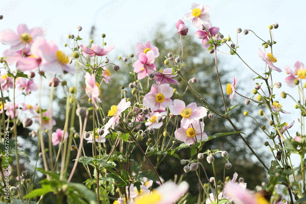 Beautiful blossoming Japanese anemone flowers in summer garden.