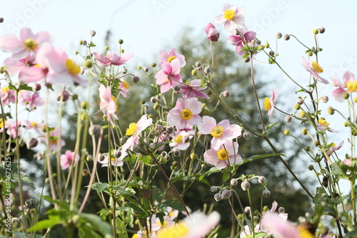 Beautiful blossoming Japanese anemone flowers in summer garden.