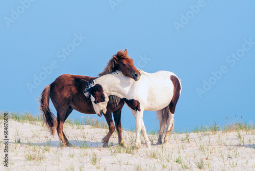 Canvas-taulu Horse Love - A pair of wild ponies cuddling on a sand dune at the Assateague National Seashore