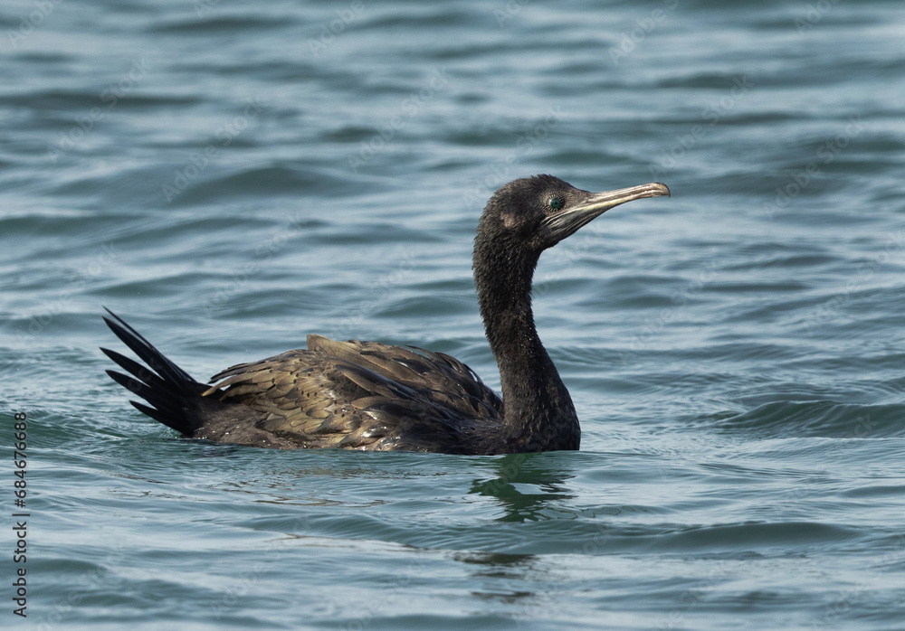Portrait of a Socotra cormorant in breeding plumage at Busaiteen coast, Bahrain Portrait of a Socotra cormorant in breeding plumage at Busaiteen coast, Bahrain