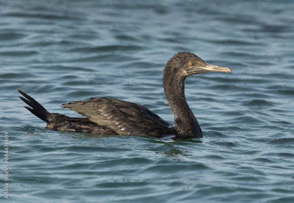 Fototapeta premium Socotra cormorant with closed eyes in breeding plumage at Busaiteen coast, Bahrain