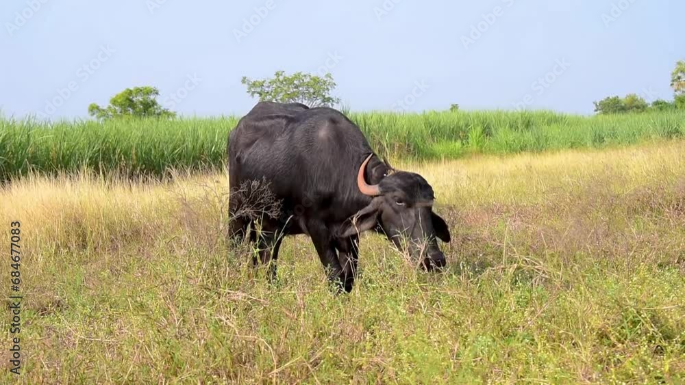 The black buffalo, A buffalo is eating fodder in the forest The black buffalo, A buffalo is eating fodder in the forest