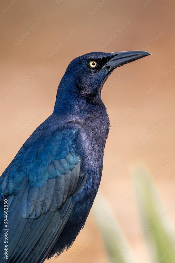 Obraz premium Great-tailed Grackle black bird in Costa Rica
